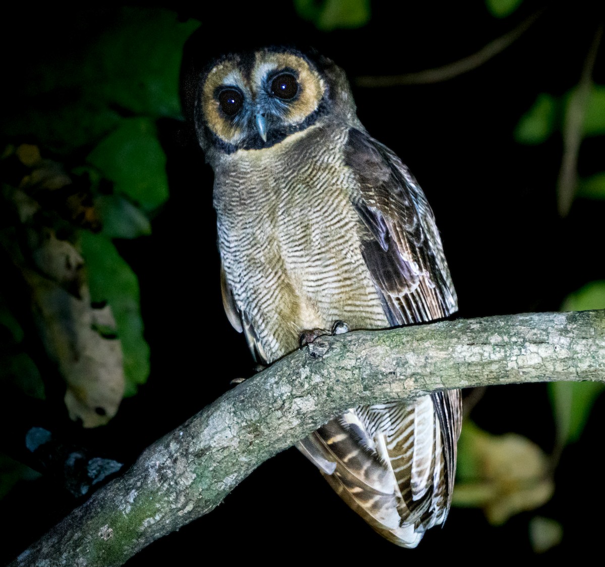 Brown Wood-Owl - ML617720861
