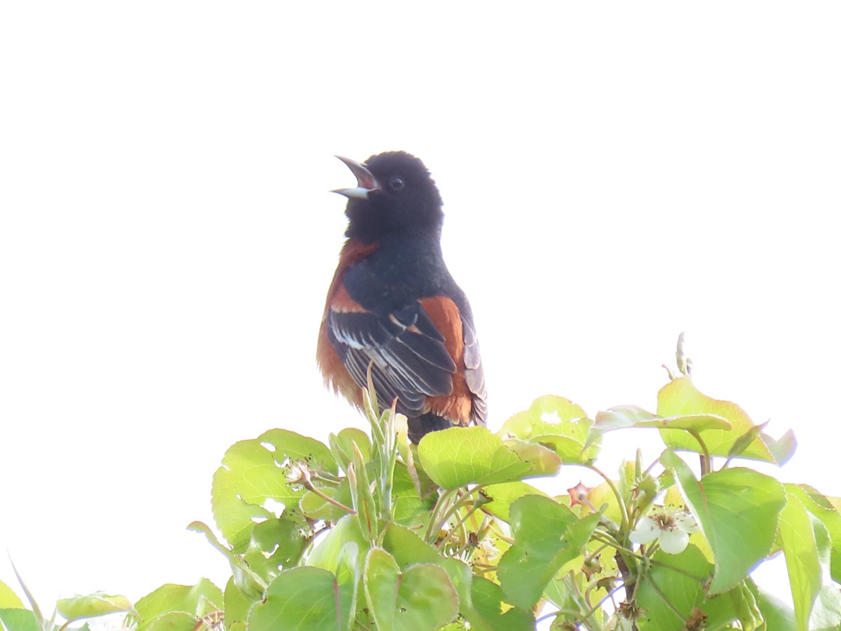 Orchard Oriole - ML617720865