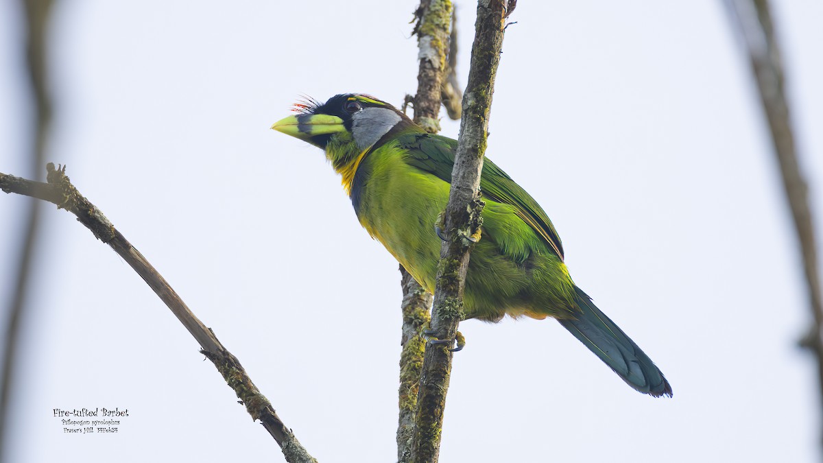 Fire-tufted Barbet - ML617720881