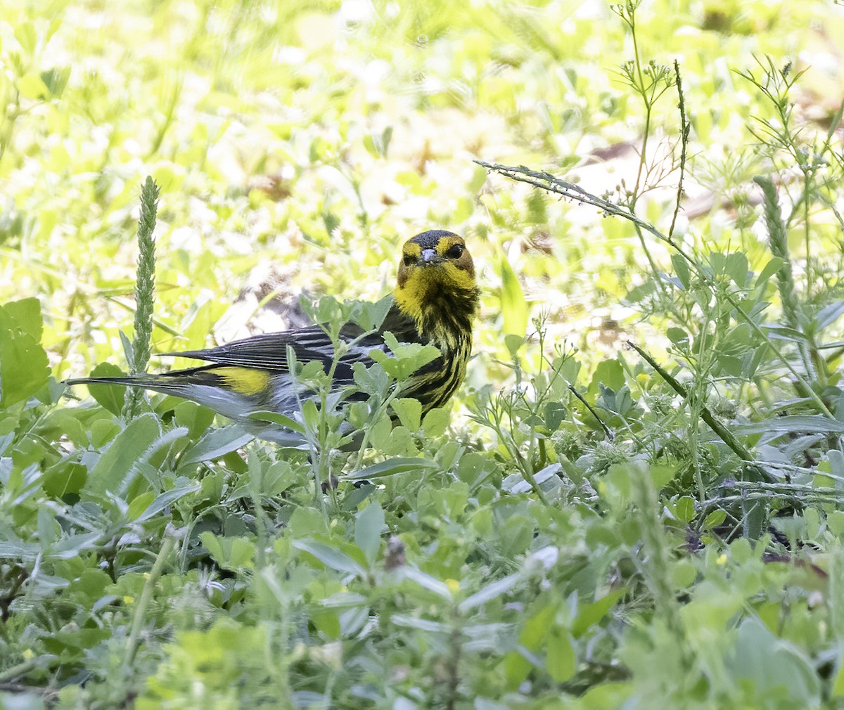 Cape May Warbler - ML617720927