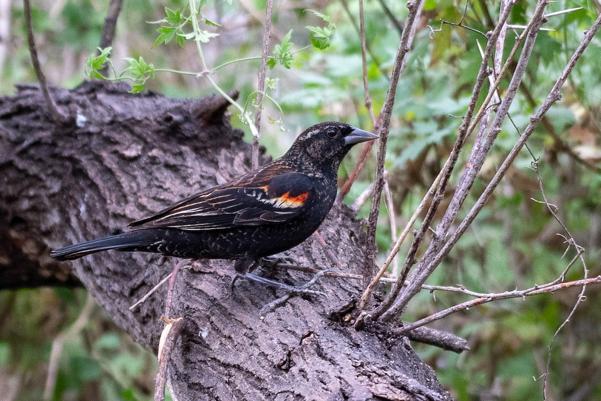 Red-winged Blackbird (Red-winged) - ML617720930