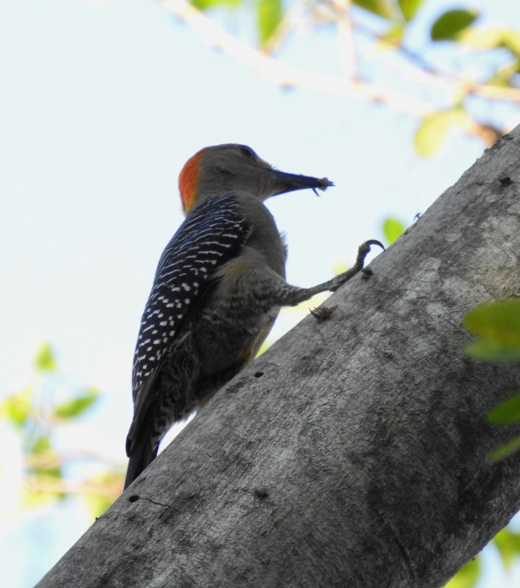 Golden-fronted Woodpecker - ML617720931