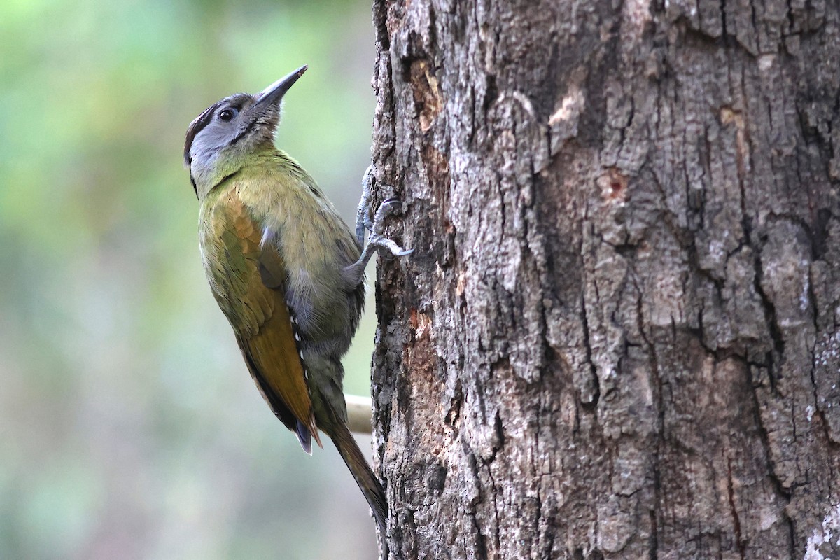 Gray-headed Woodpecker - ML617720993