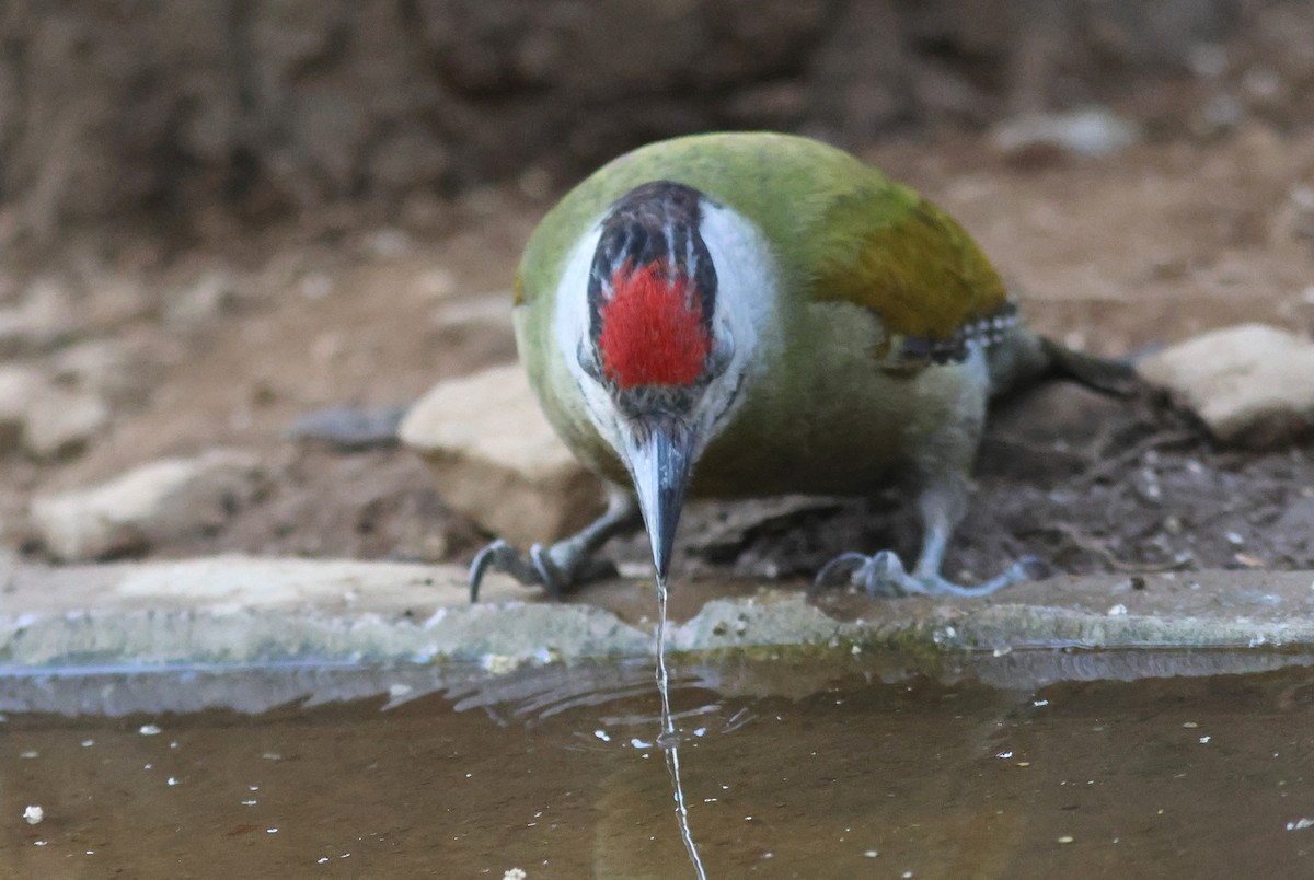 Gray-headed Woodpecker - PANKAJ GUPTA