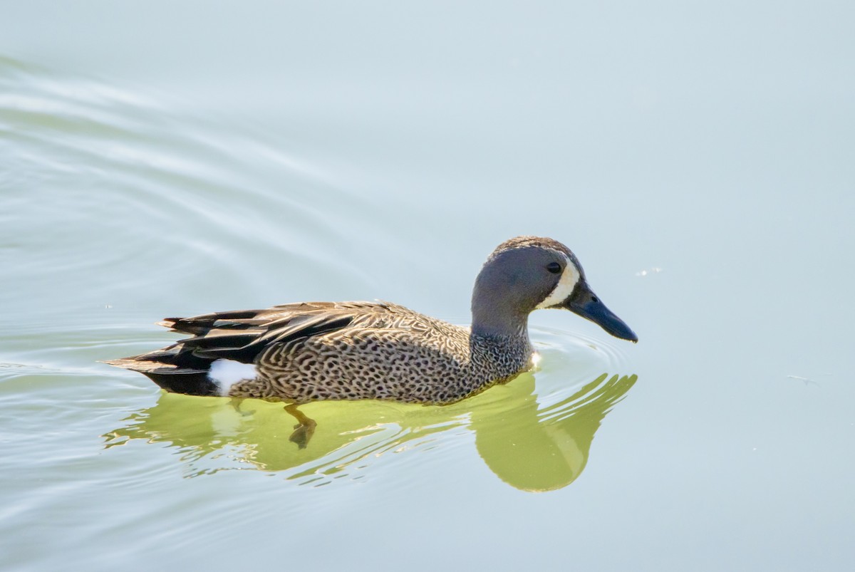 Blue-winged Teal - ML617721141
