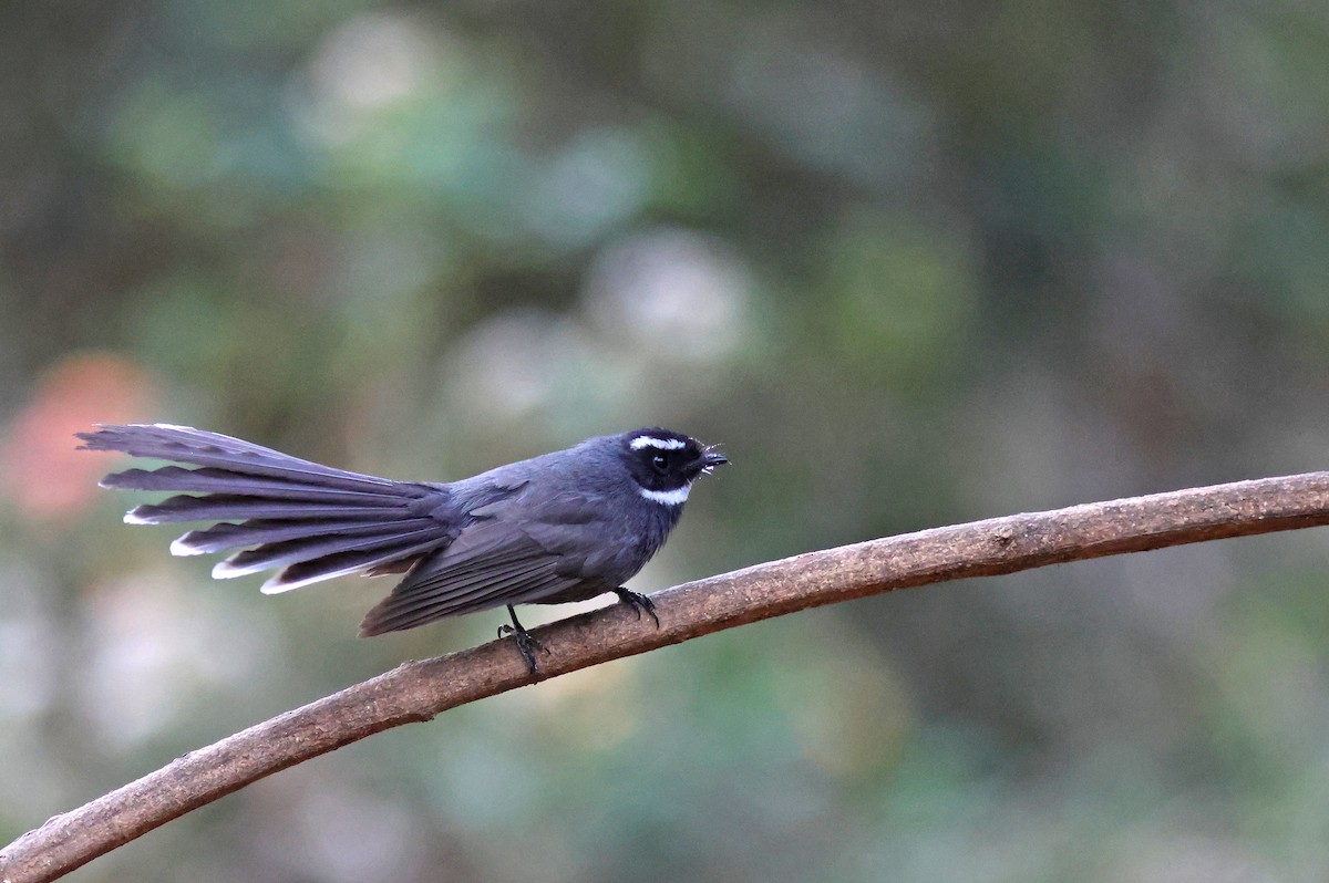 White-throated Fantail - ML617721177