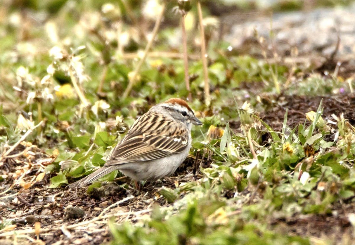 Chipping Sparrow - ML617721207