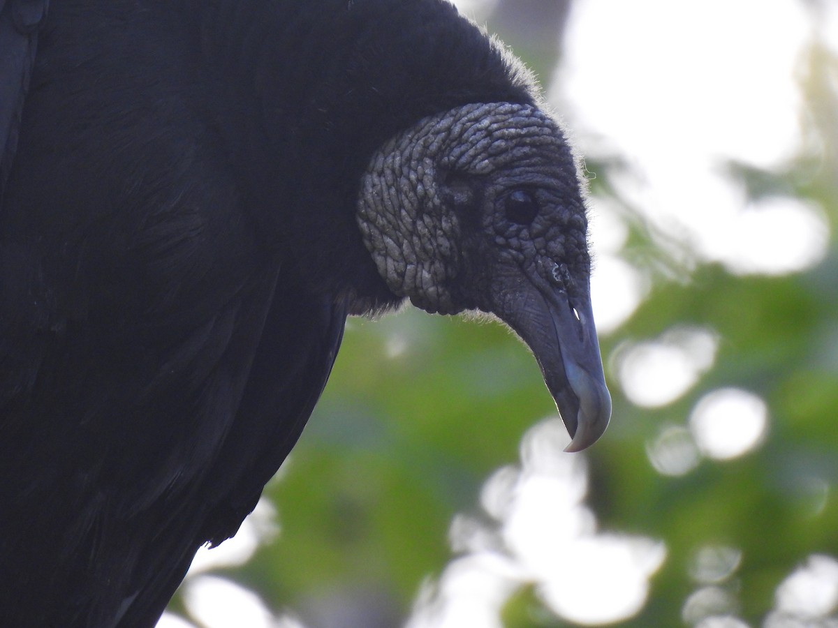 Black Vulture - ML617721233