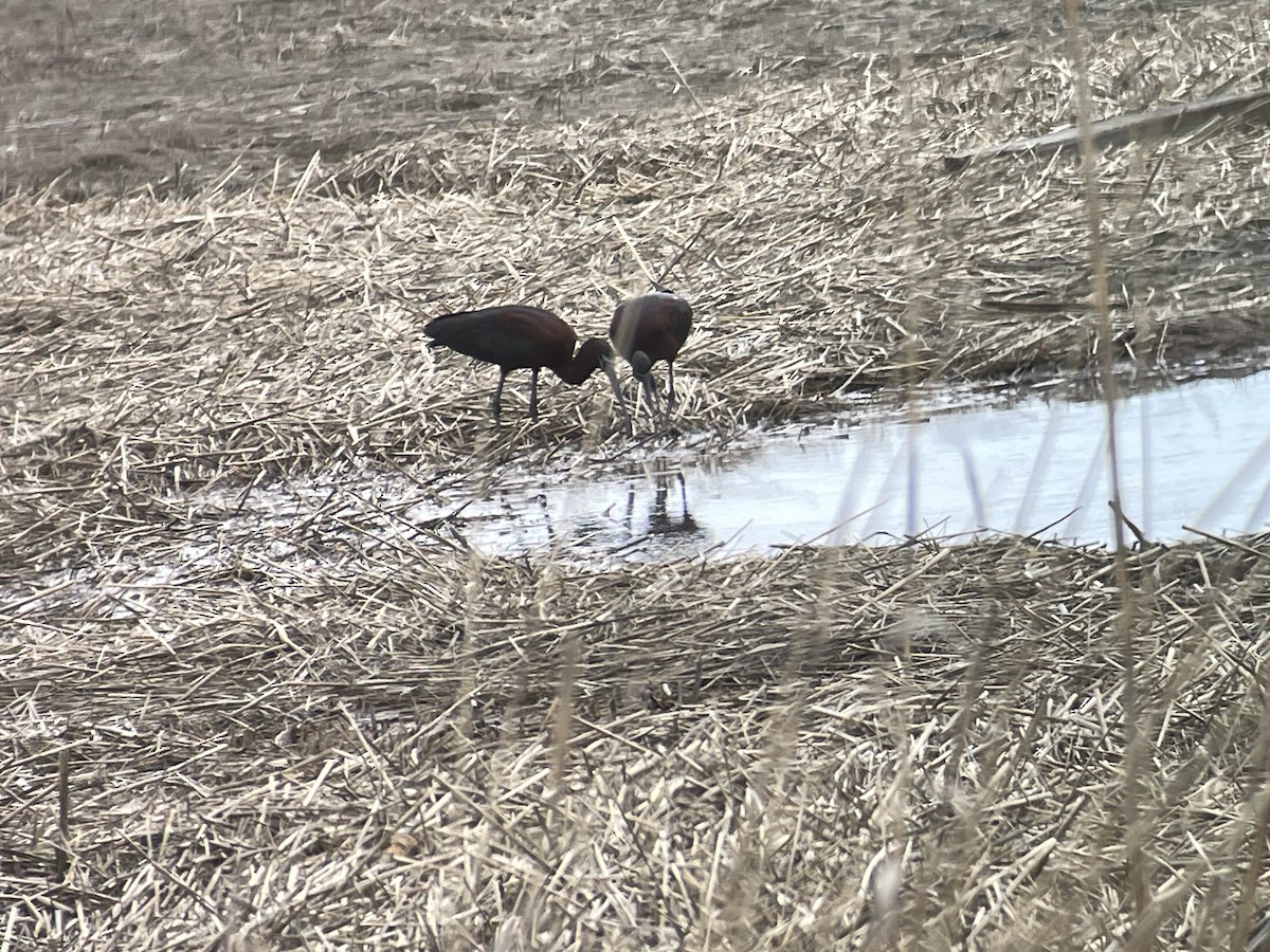 ibis hnědý - ML617721321