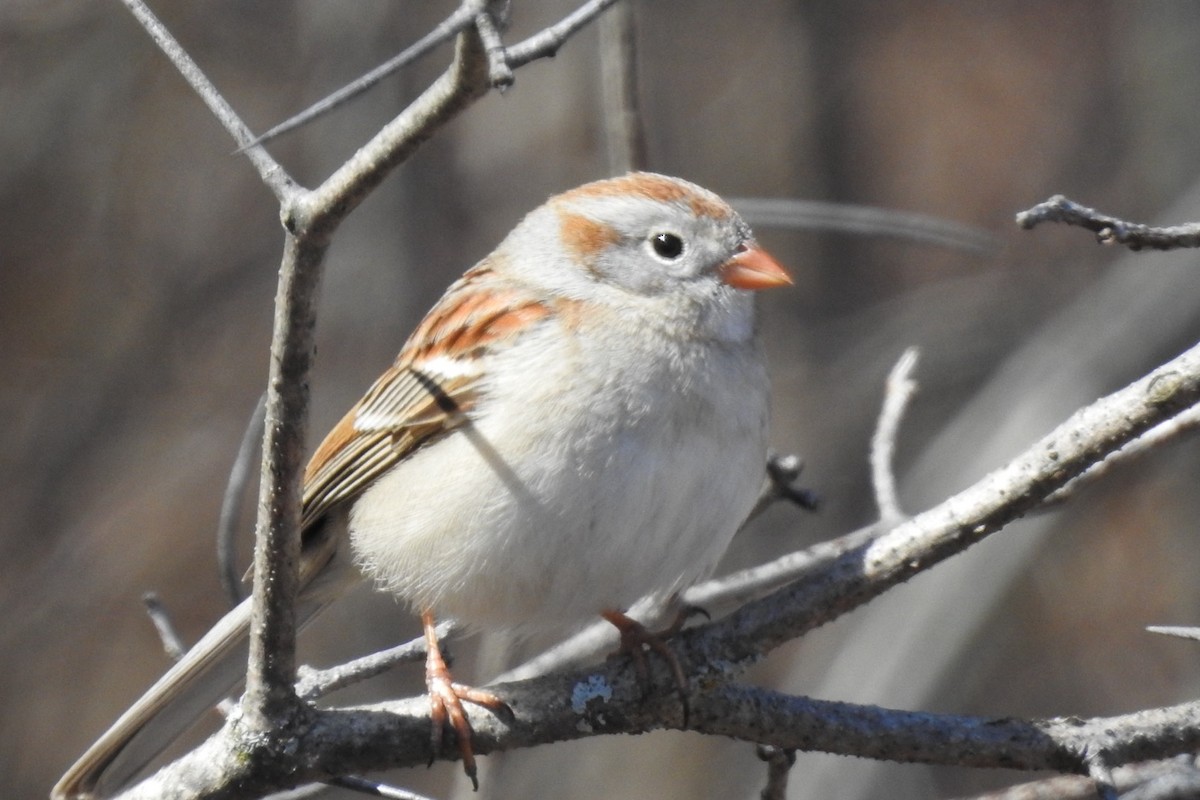 Field Sparrow - Dan Belter