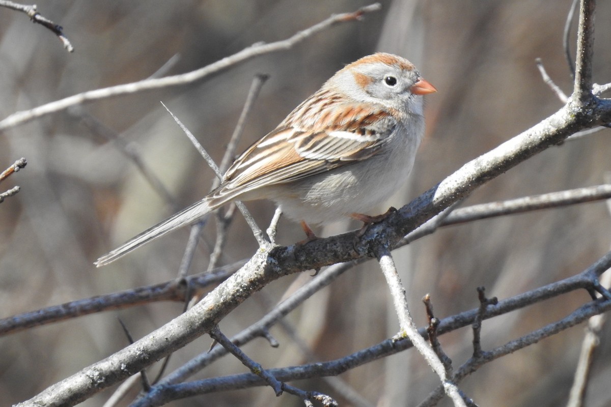 Field Sparrow - ML617721387