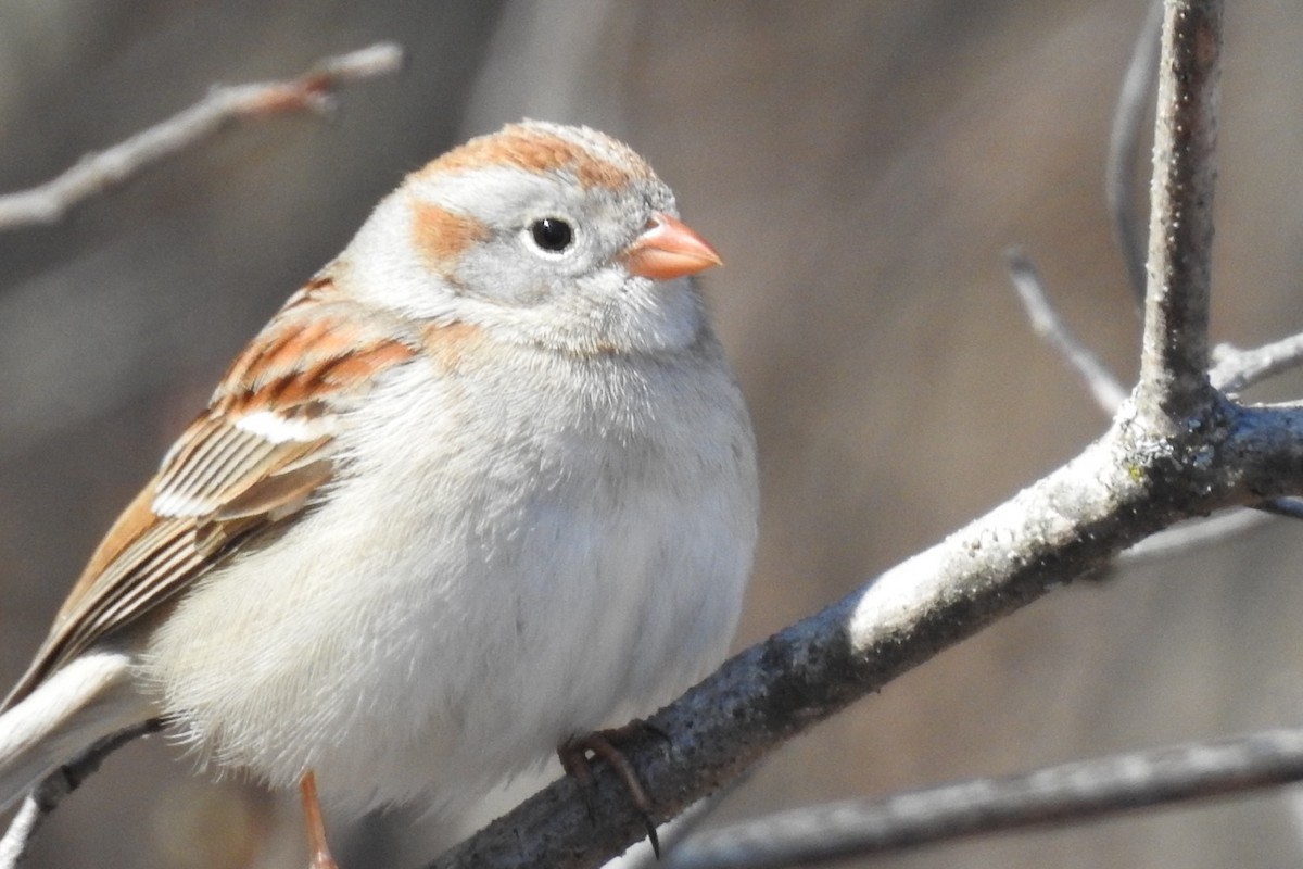 Field Sparrow - ML617721388