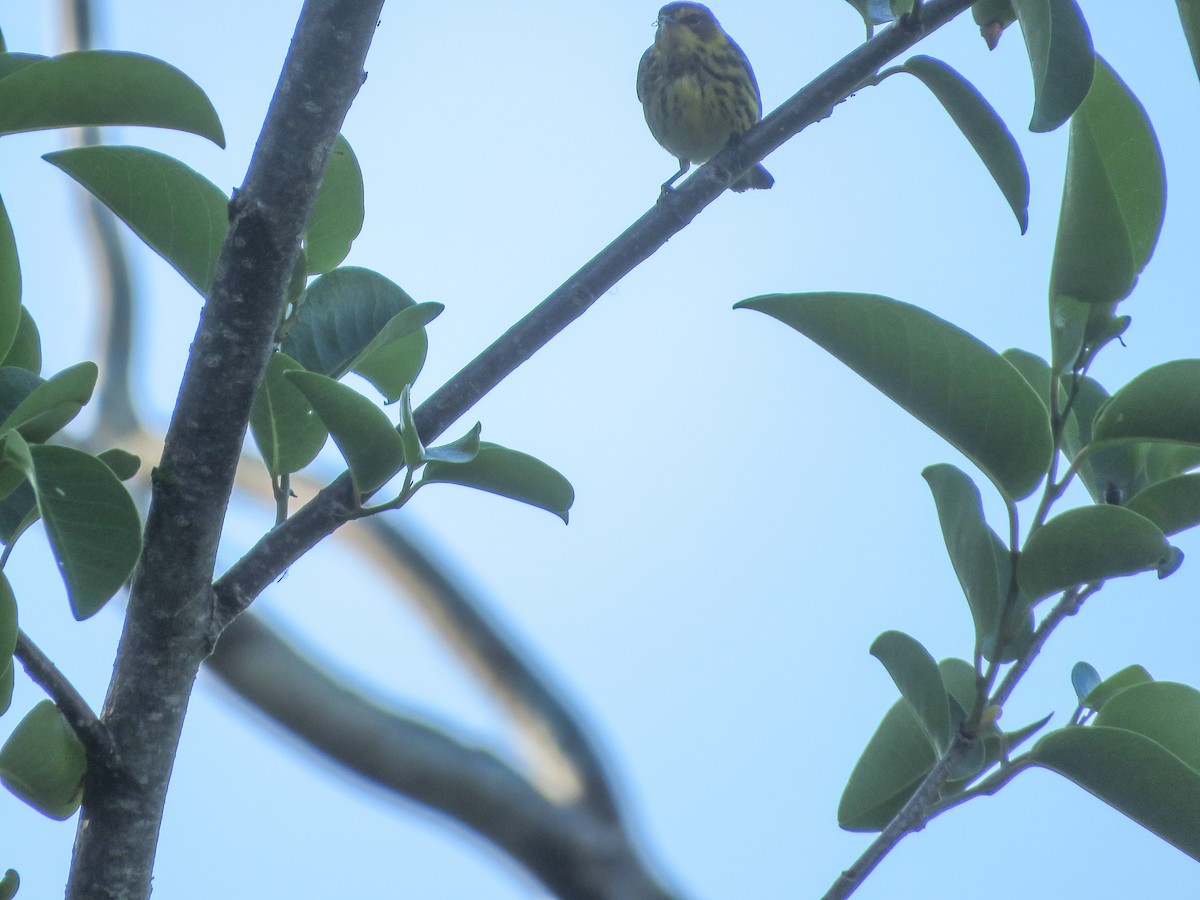 Cape May Warbler - ML617721488