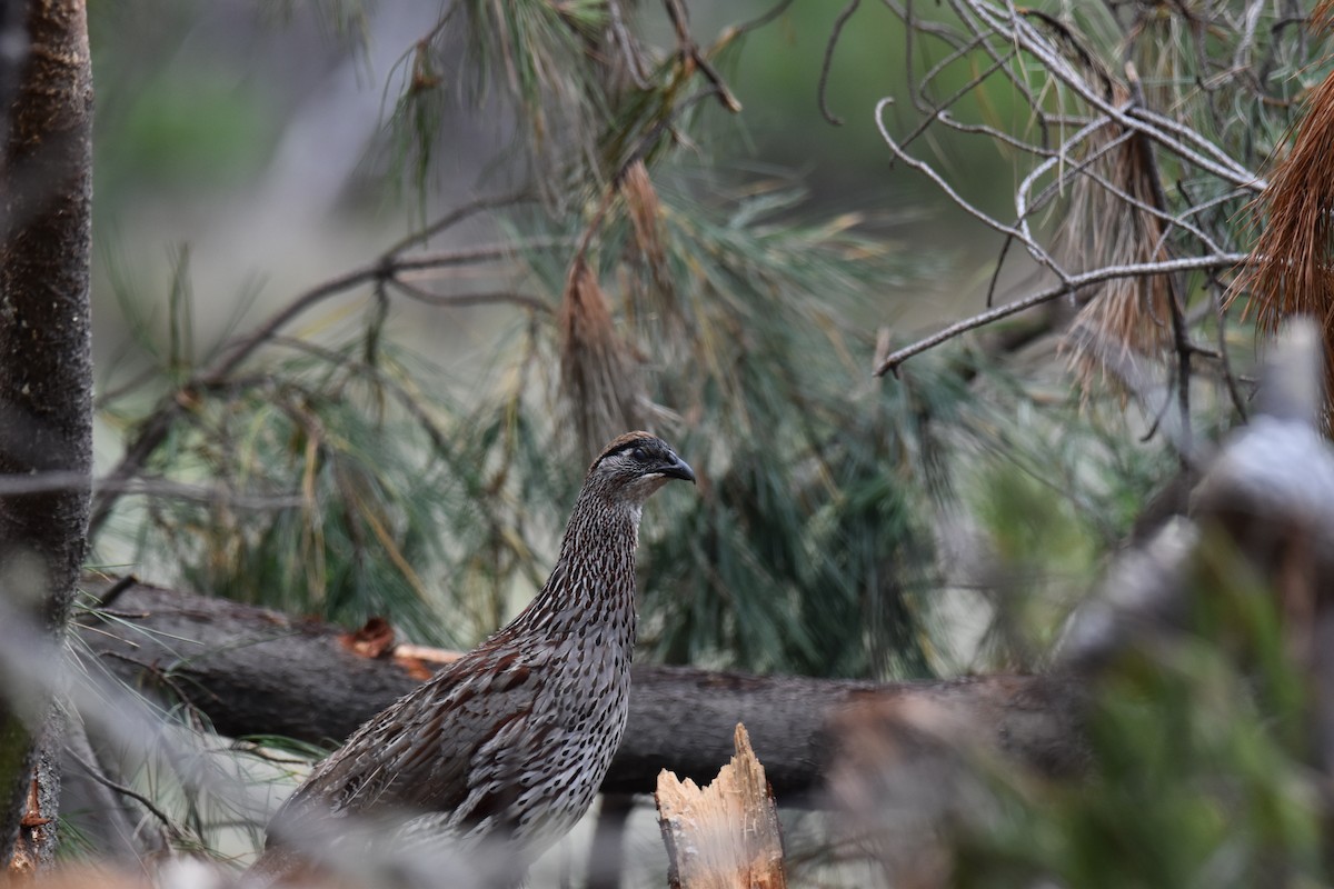 Erckel's Spurfowl - ML617721505