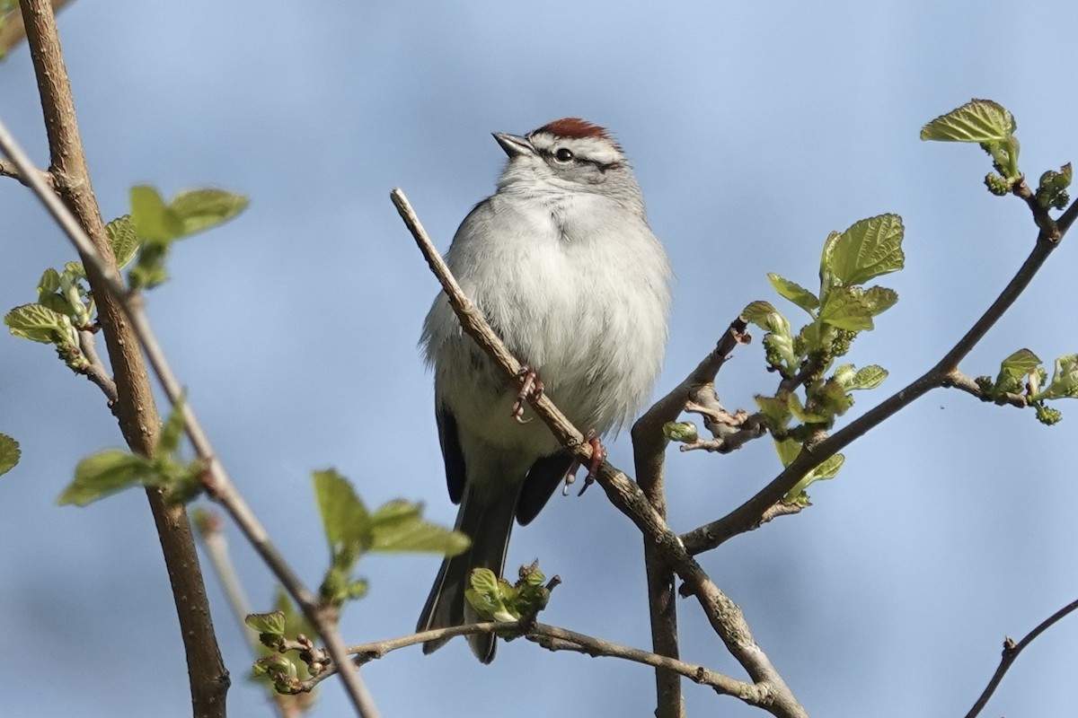 Chipping Sparrow - ML617721605