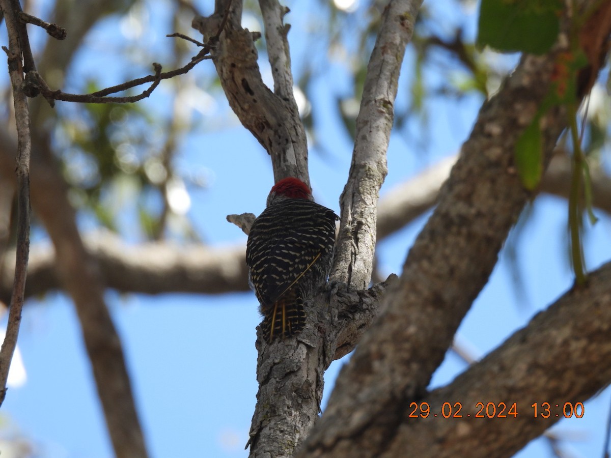 Cardinal Woodpecker - ML617721658
