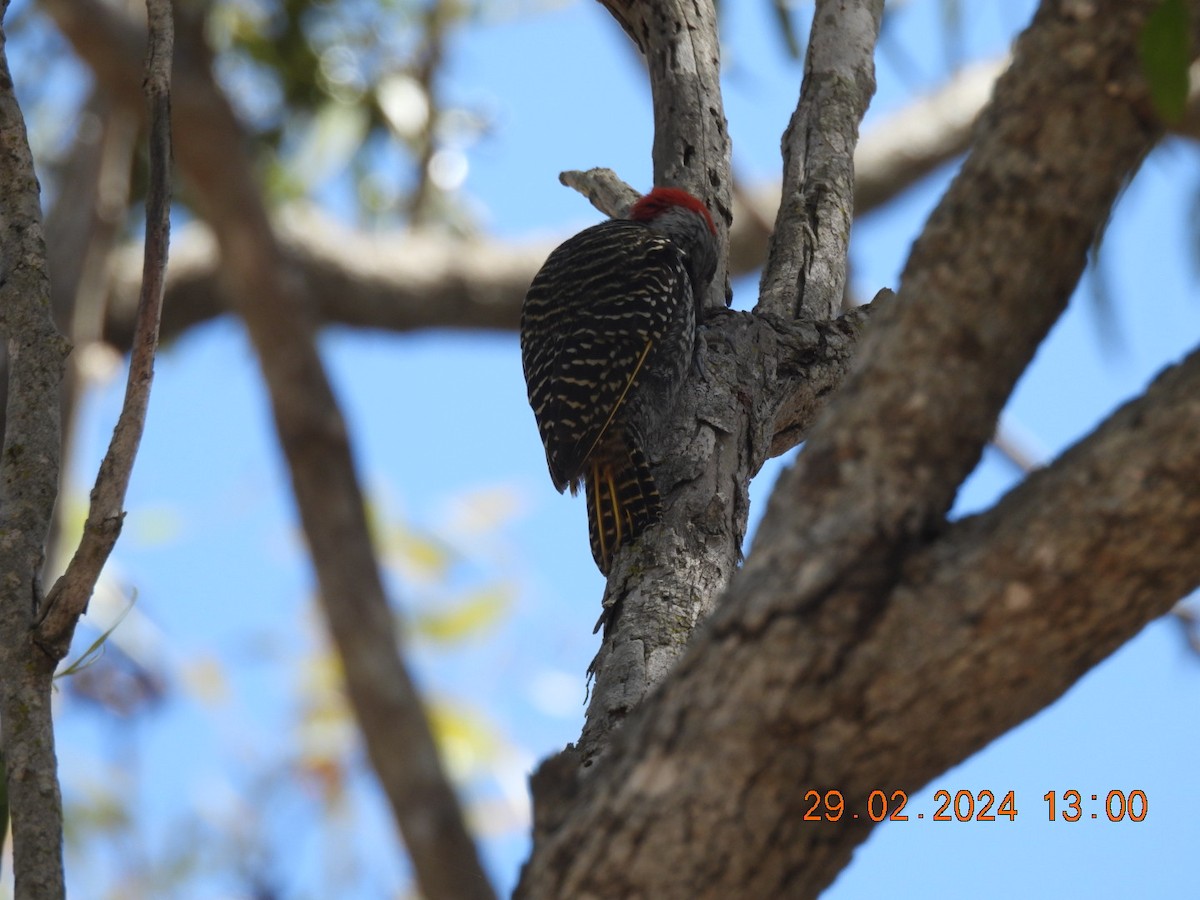 Cardinal Woodpecker - ML617721659