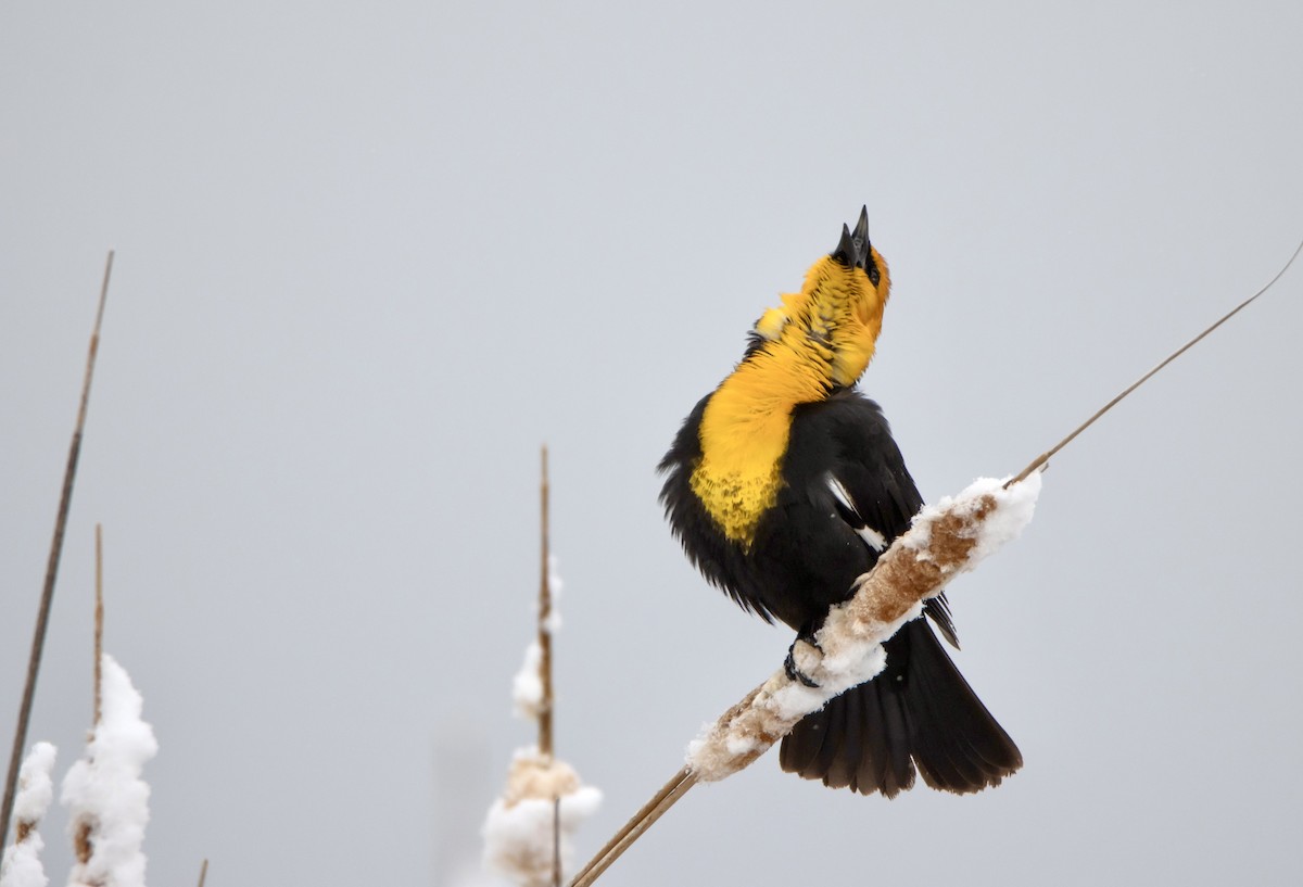 Yellow-headed Blackbird - ML617721713