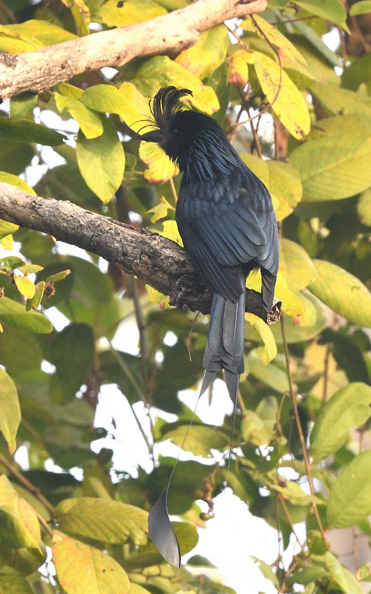 Greater Racket-tailed Drongo - ML617721762