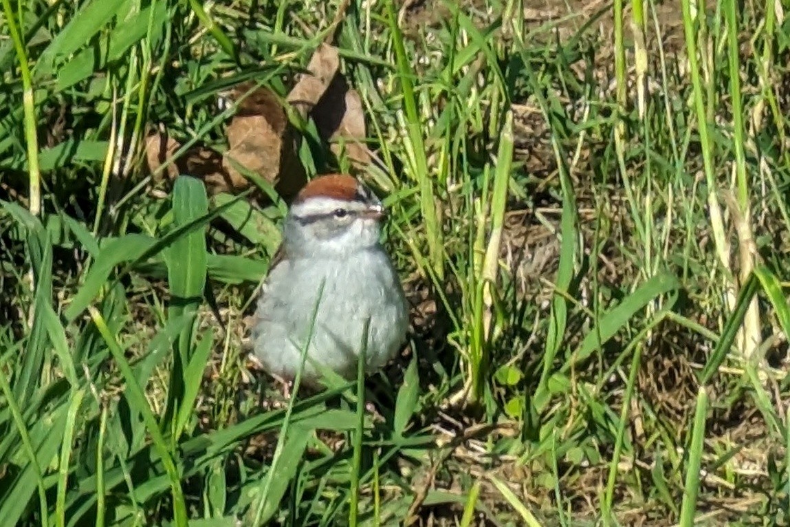 Chipping Sparrow - ML617721779