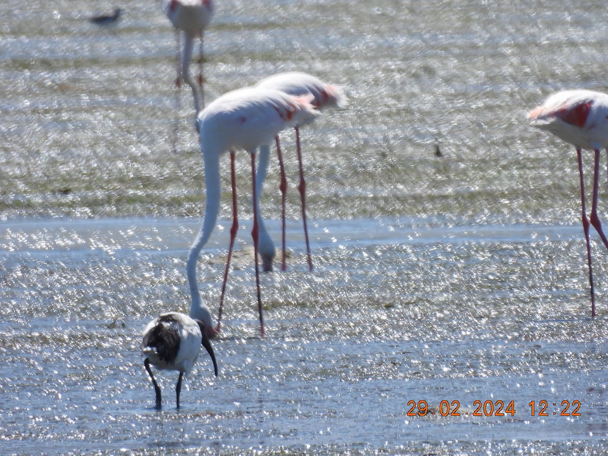 Greater Flamingo - Timothy Kasper
