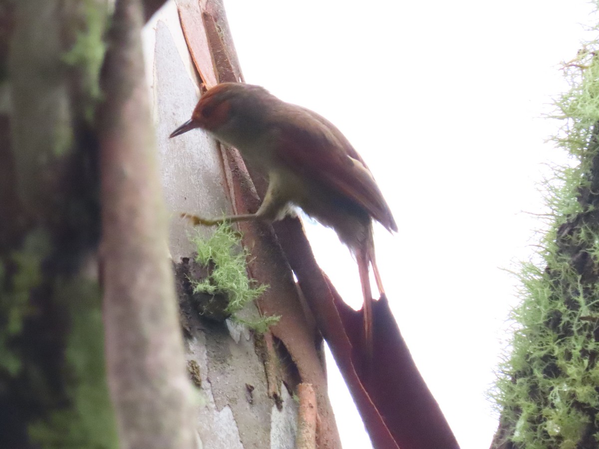 Red-faced Spinetail - ML617721844
