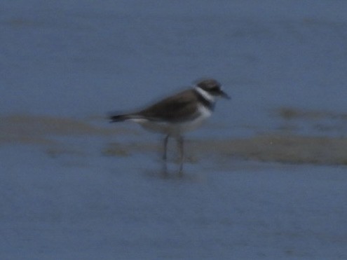 Three-banded Plover - ML617721848