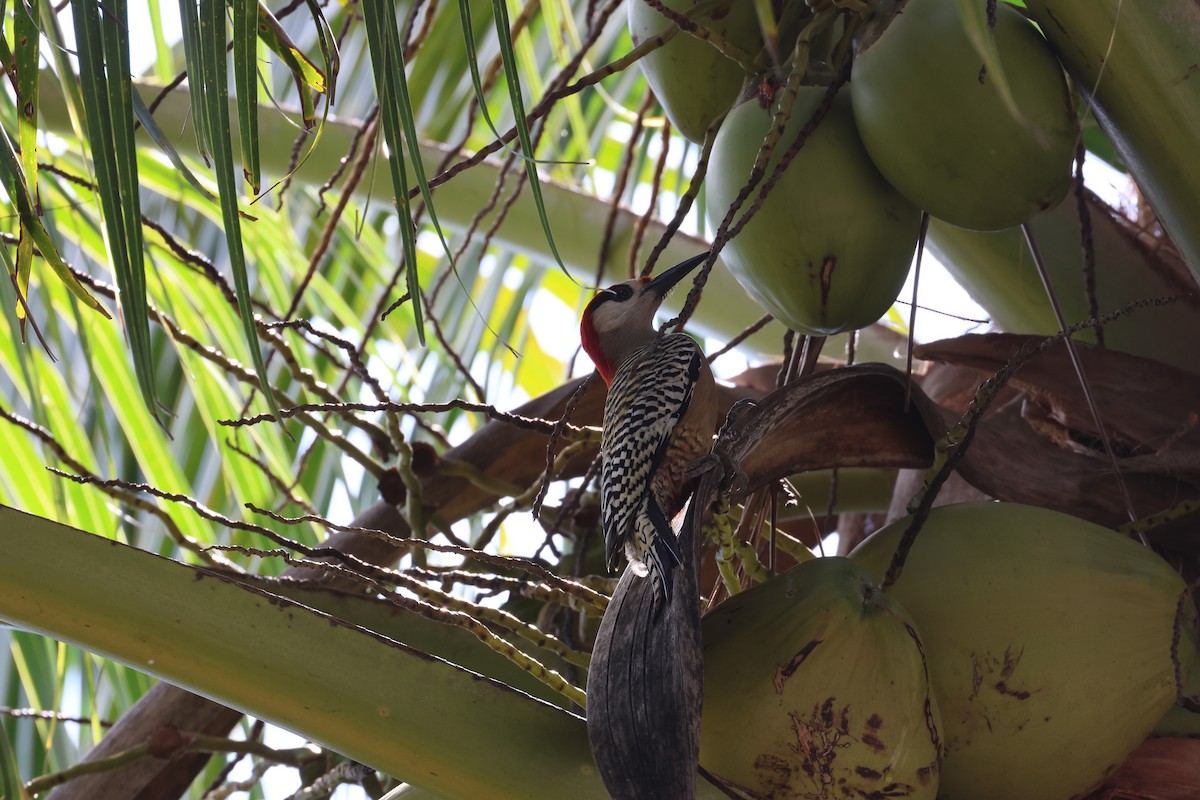 West Indian Woodpecker - ML617721854