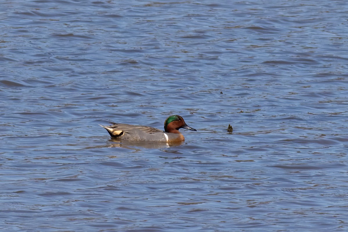 Green-winged Teal - ML617721882