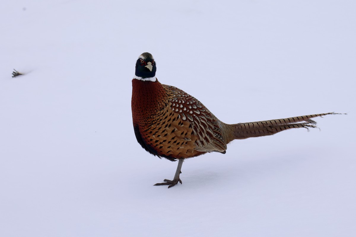 Ring-necked Pheasant - ML617721923