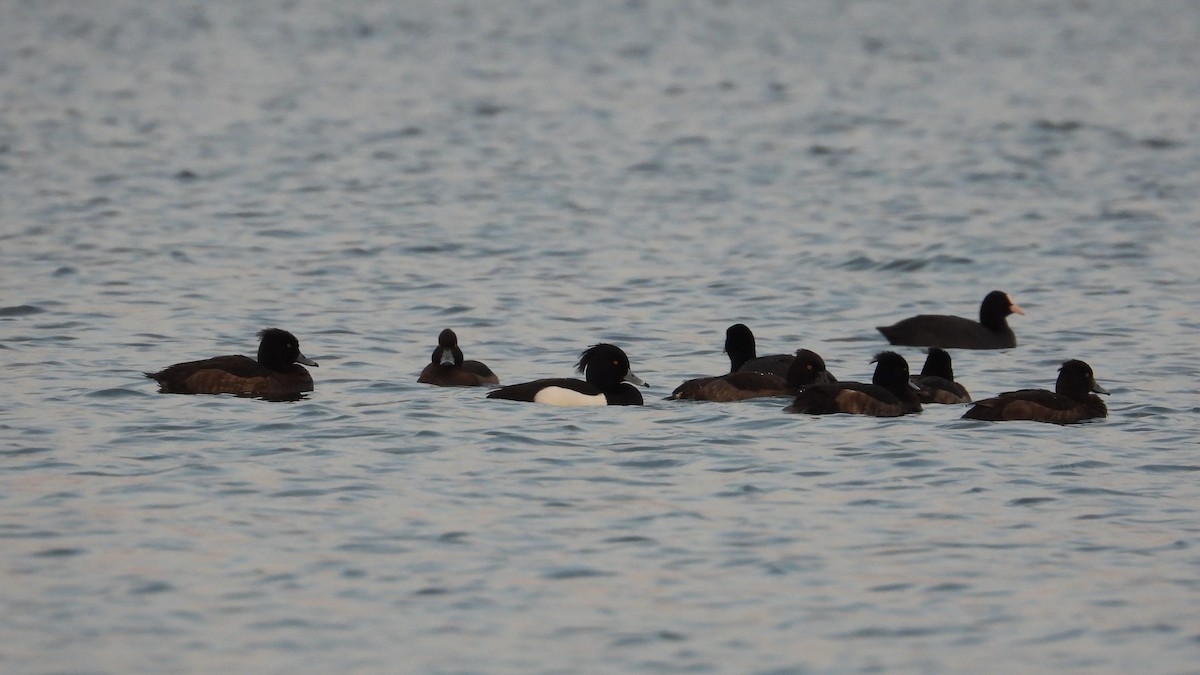 Tufted Duck - ML617721961