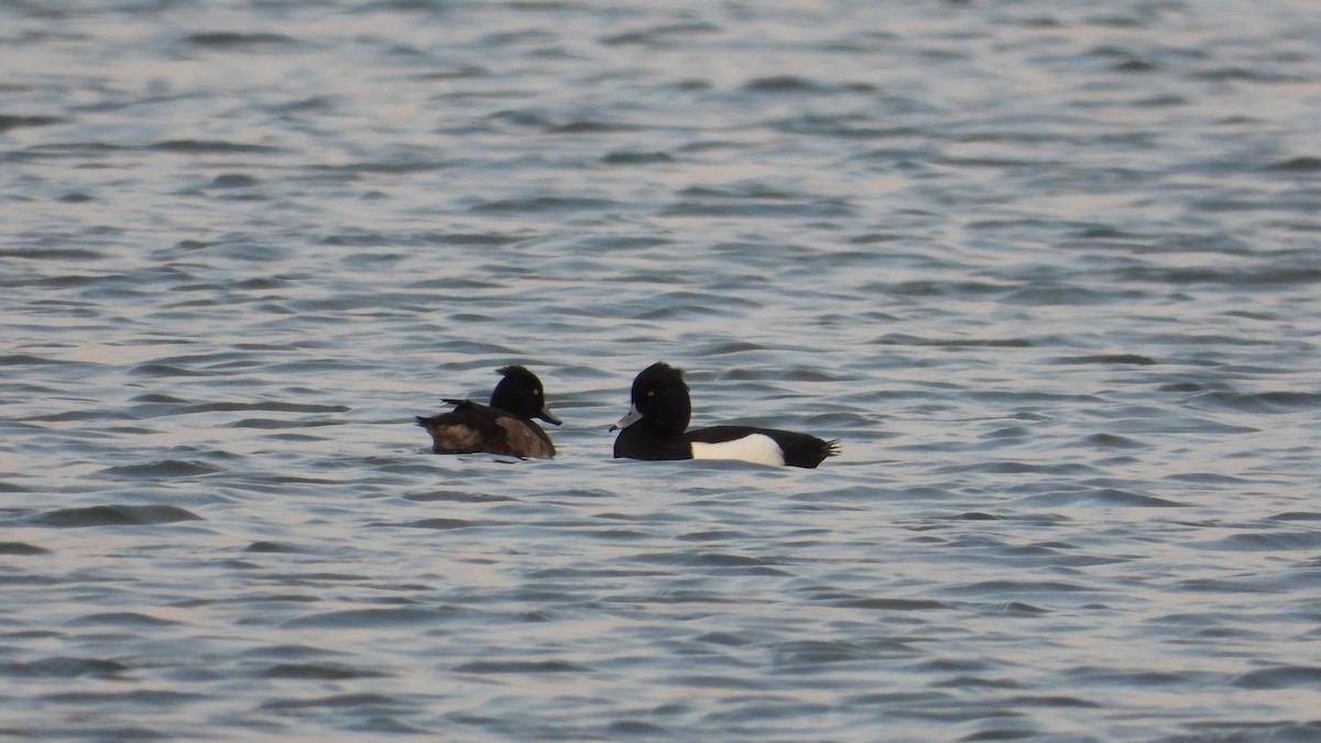 Tufted Duck - ML617721971