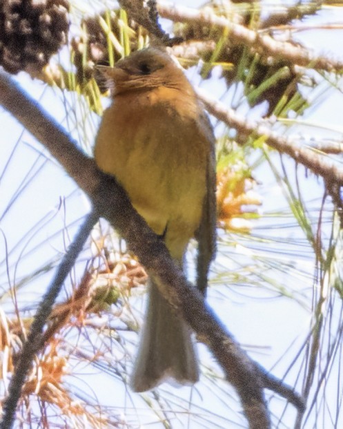Tufted Flycatcher - Scott Young
