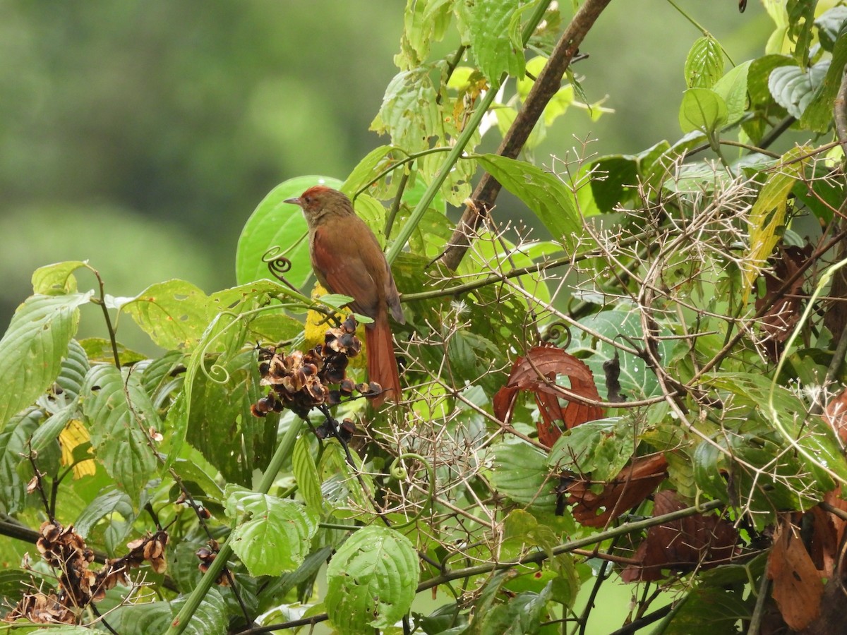 Red-faced Spinetail - ML617722012