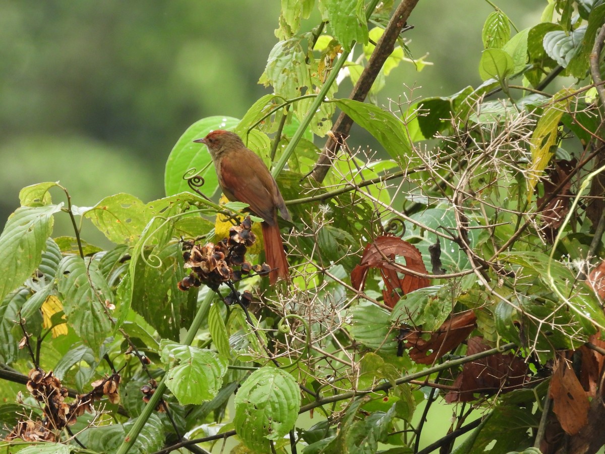 Red-faced Spinetail - ML617722013