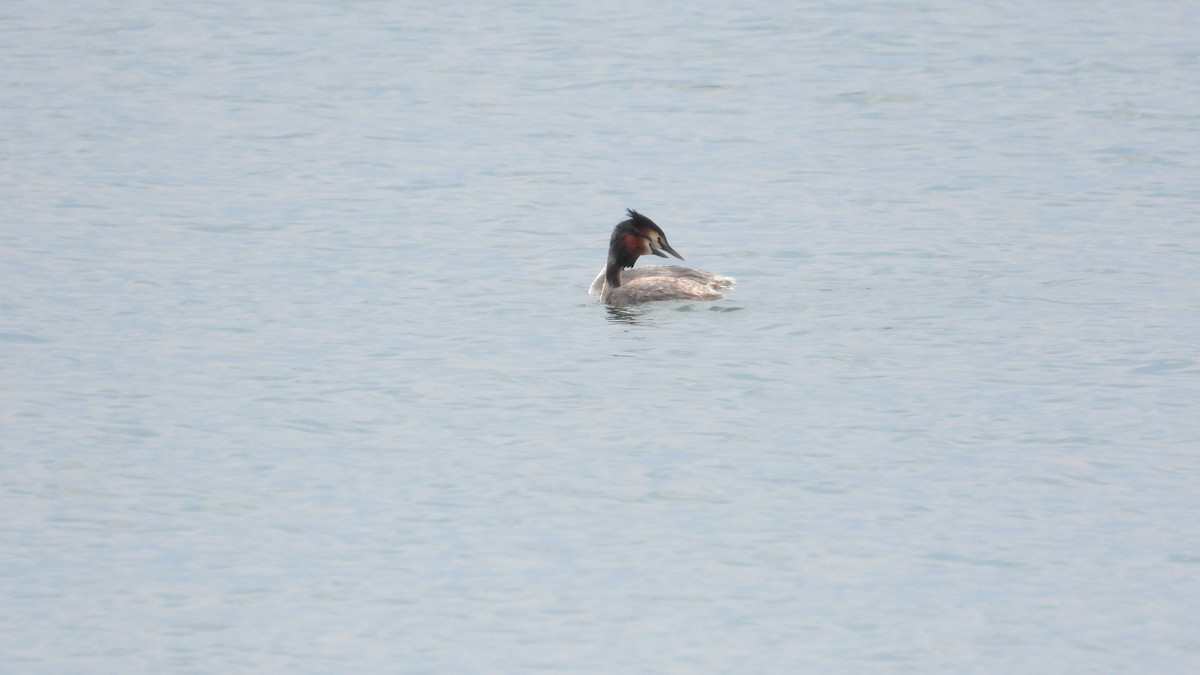 Great Crested Grebe - ML617722020