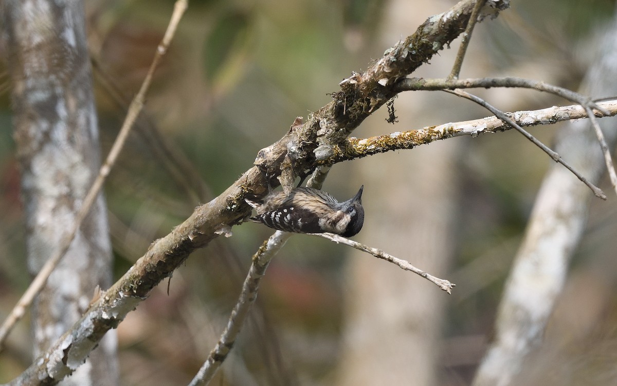 Gray-capped Pygmy Woodpecker - ML617722031