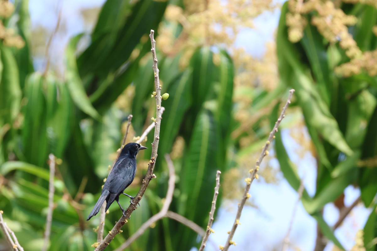 Tawny-shouldered Blackbird - ML617722039
