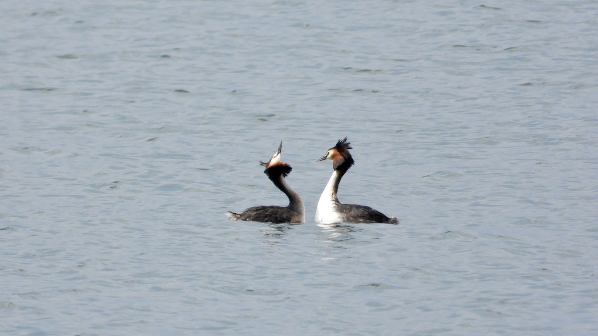 Great Crested Grebe - ML617722041