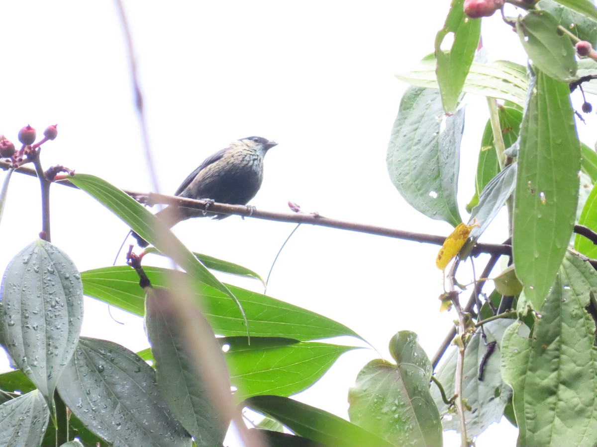 Black-capped Tanager - ML617722042