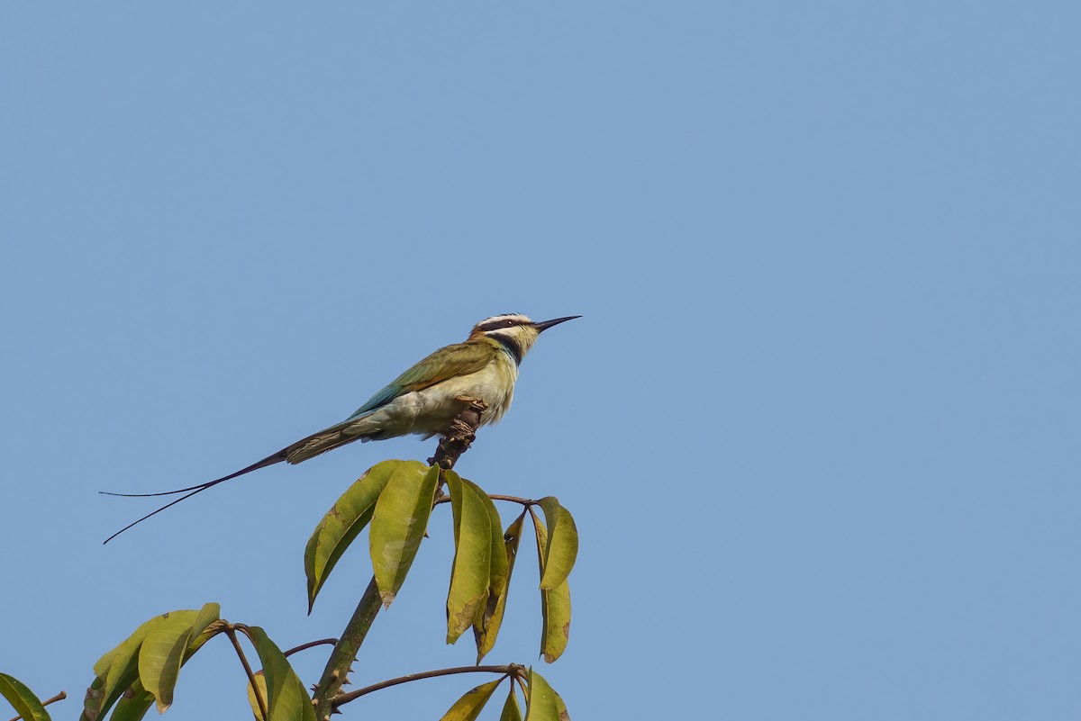 White-throated Bee-eater - ML617722063