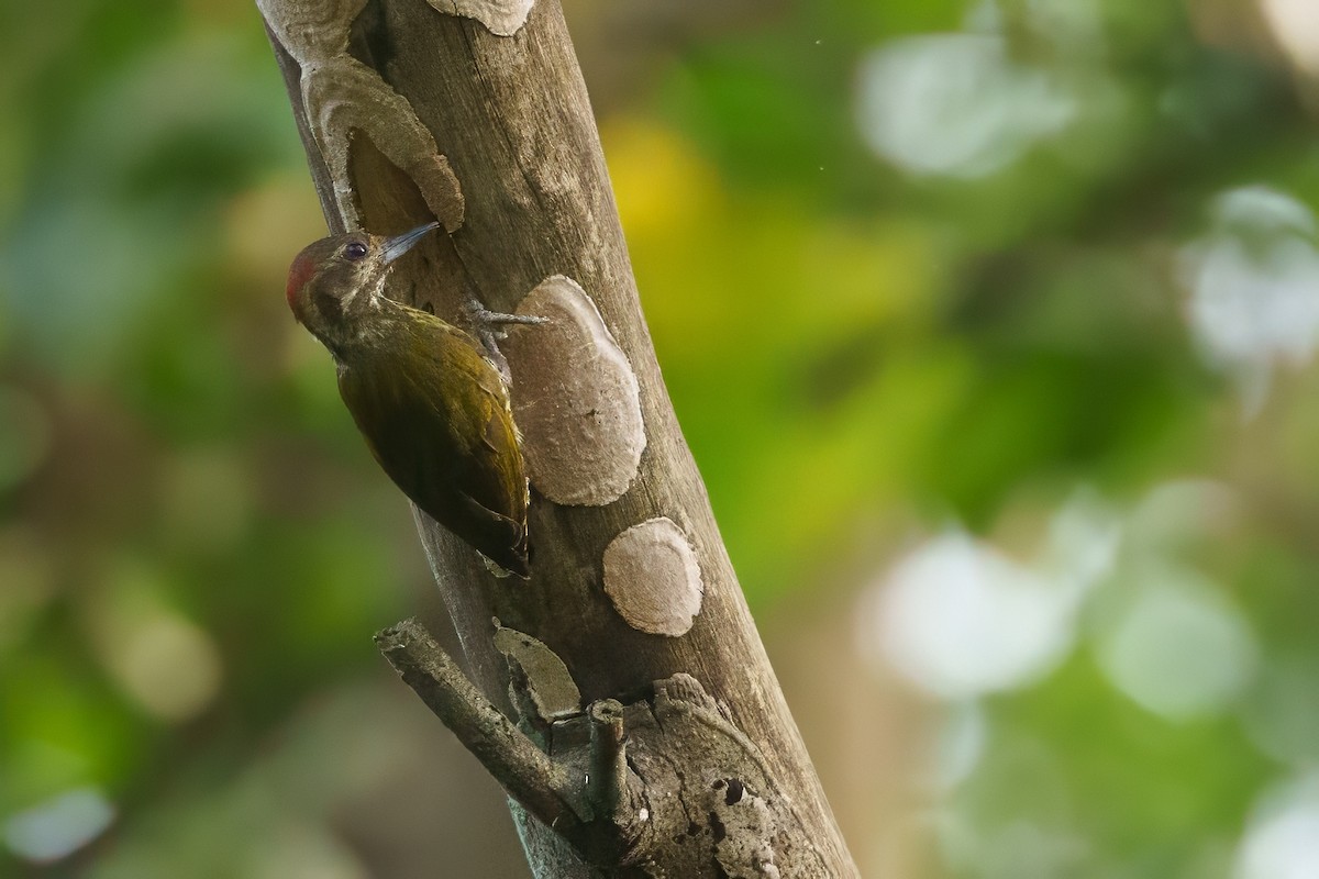 Buff-spotted Woodpecker - ML617722075