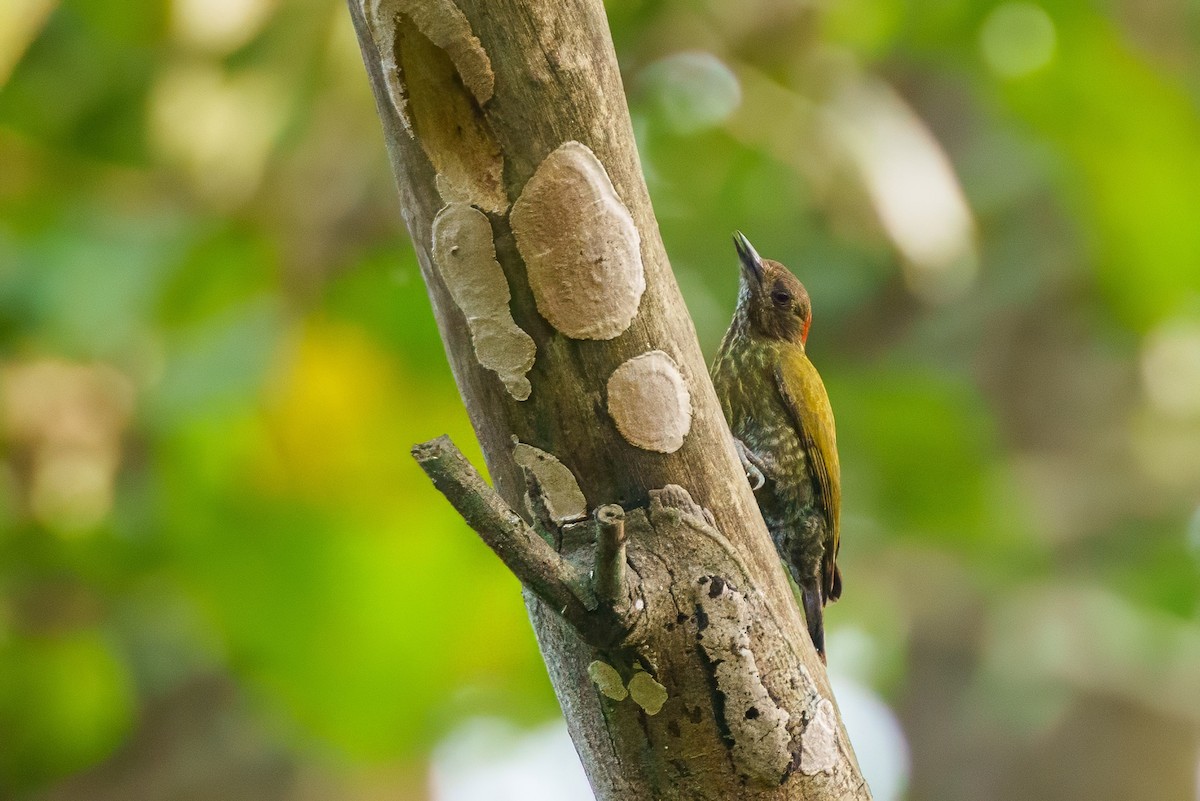 Buff-spotted Woodpecker - ML617722076