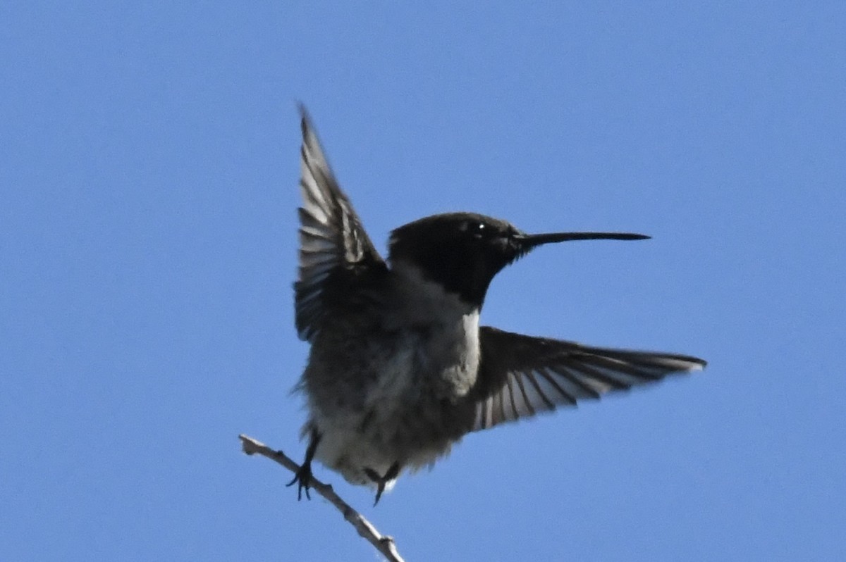 Black-chinned Hummingbird - ML617722105