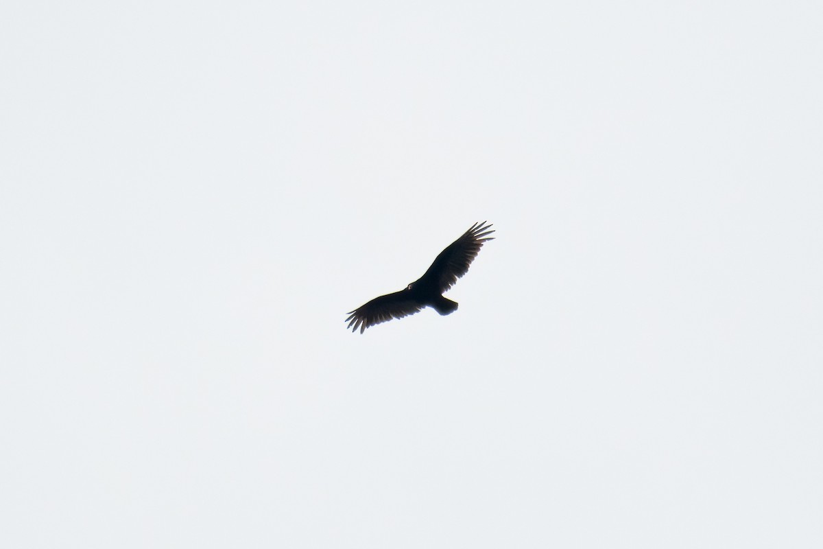 Turkey Vulture - ML617722143