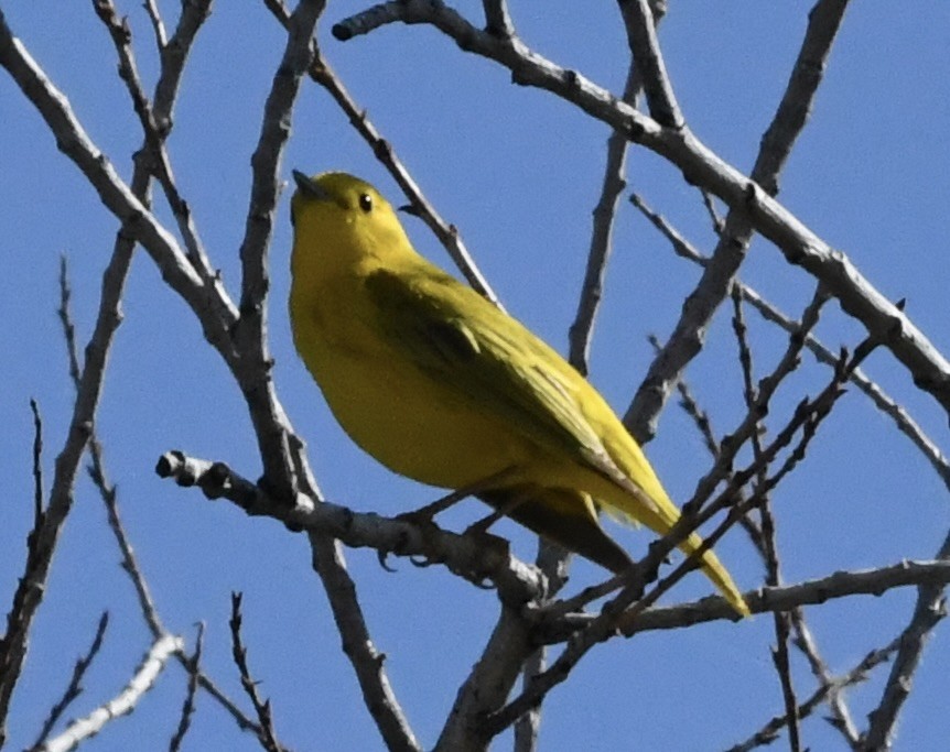 Yellow Warbler - ML617722152