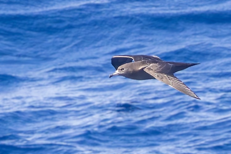 Flesh-footed Shearwater - ML617722176