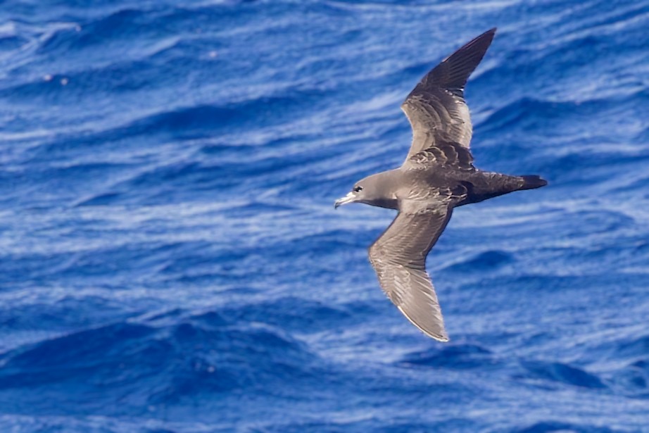 Flesh-footed Shearwater - ML617722177