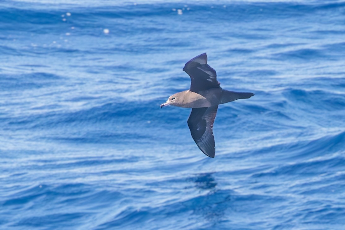 Flesh-footed Shearwater - ML617722178