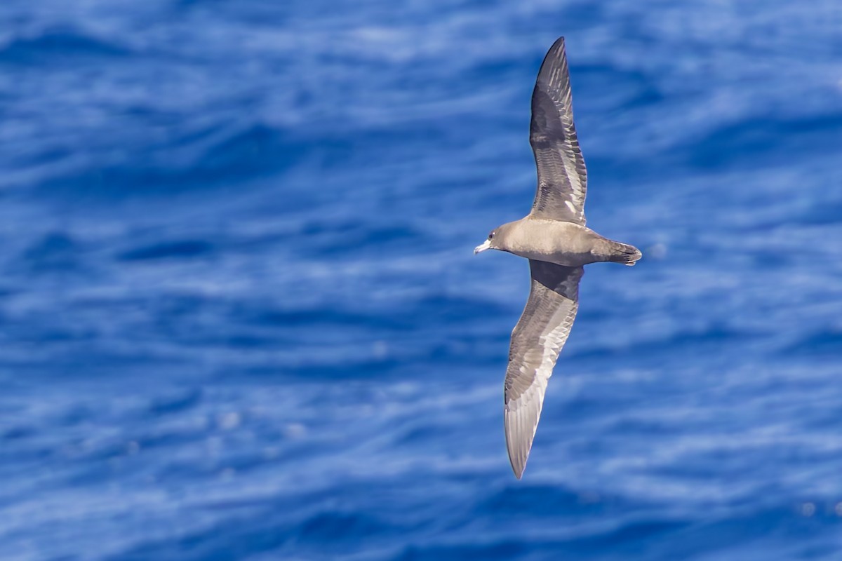 Flesh-footed Shearwater - ML617722180